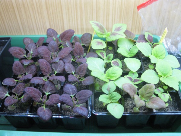 20250331 - Coleus - 06.jpg