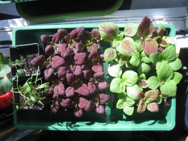 20250402 - Coleus - 07.jpg