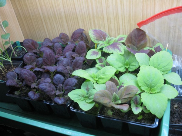20250403 - Coleus - 08.jpg