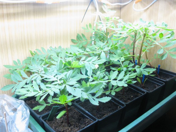20250403 - Tagetes patula 'Disco red' - 08.jpg