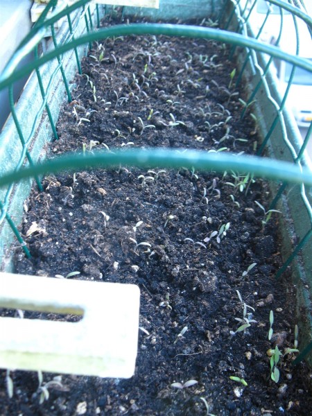20250406 - Phacelia tanacetifolia - 02.jpg