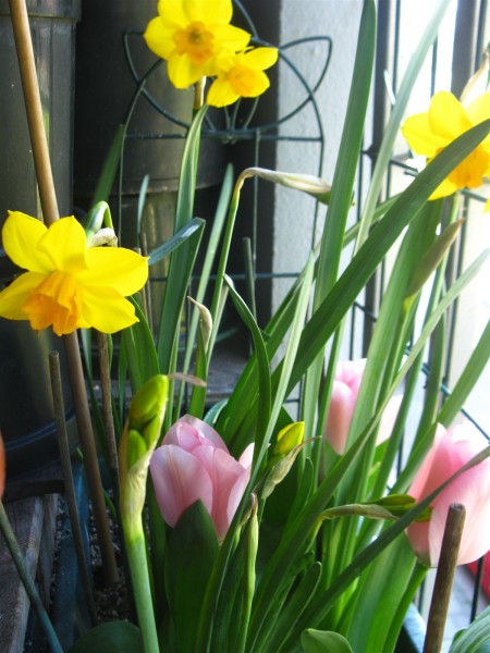 20250406 - Tulips and Daffodils - 06.jpg
