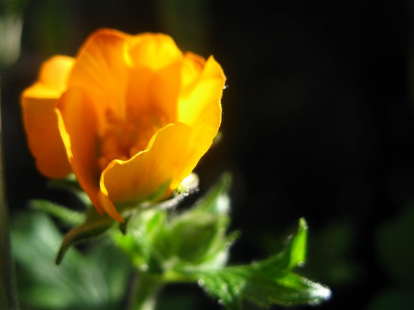 20250409 - Geum 'Carlskaer' - 01.jpg