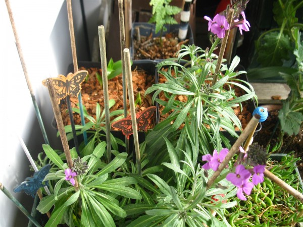 20250418 - Erysimum linifolium - 03.jpg