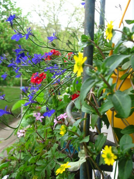 20250420 - hanging planter - 03.jpg