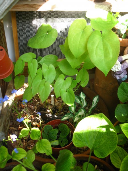 20250422 - Epimedium warleyense ‘Ellen Willmott’ - 01.jpg