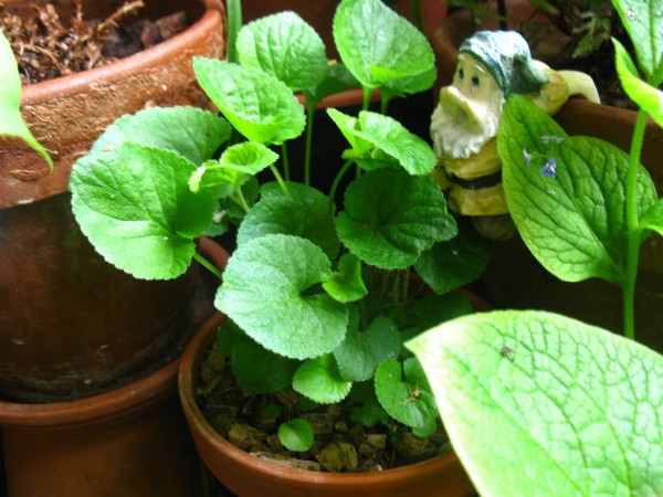 20250423 - Viola odorata 'Miracle Classy Blue'- 01.jpg