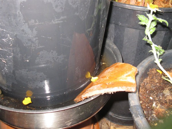 20250425 - Frying Saucer - 02.jpg