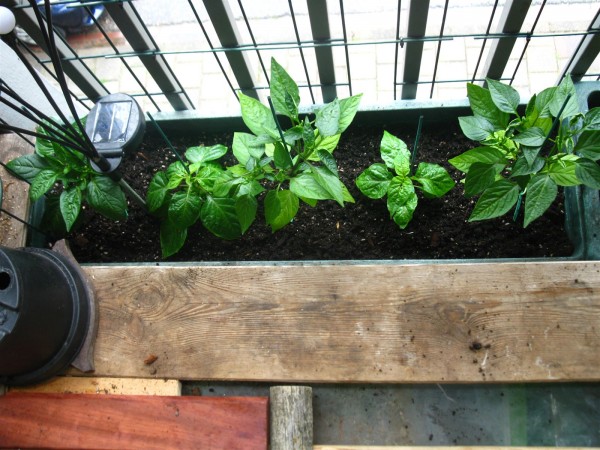 20250503 - Peppers - 09.jpg