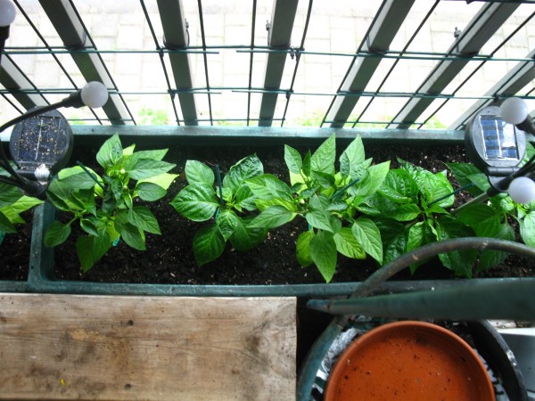 20250503 - Peppers - 10.jpg