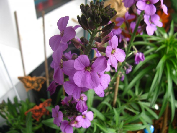 20250504 - Erysimum linifolium - 06.jpg