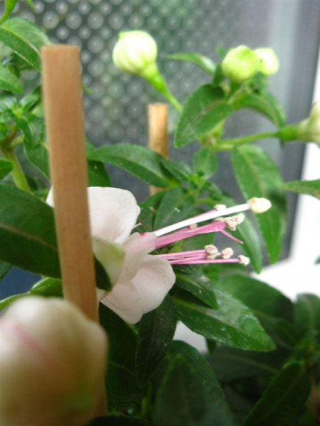 20250504 - Fuchsia - 03.jpg