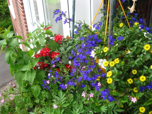 20250504 - hanging planter - 09.jpg