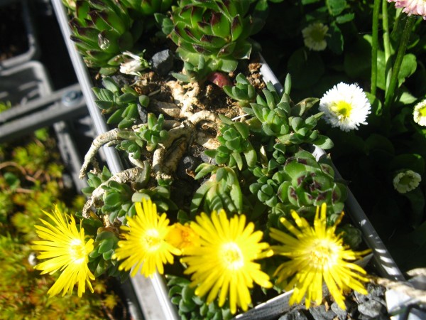 20250509 - Delosperma - 03.jpg