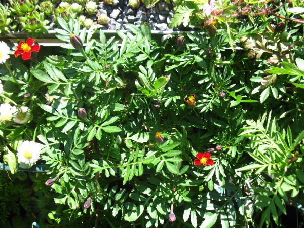 20250510 - Tagetes patula 'Disco red' - 09.jpg