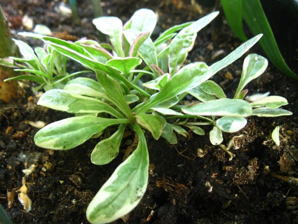 20250515 - Ajuga tenorii 'Princess Nadia' - 04.jpg