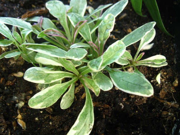 20250515 - Ajuga tenorii 'Princess Nadia' - 05.jpg