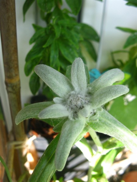 20250515 - Leontopodium alpinum - 02.jpg
