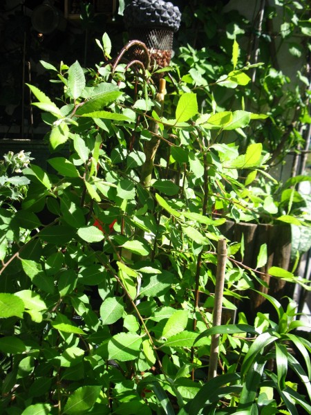 20250515 - Salix caprea 'Pendula' - 10.jpg