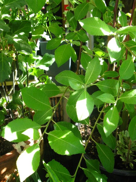20250515 - Salix caprea 'Pendula' - 12.jpg
