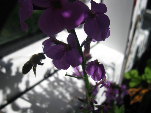 20250518 - bees - 01.jpg