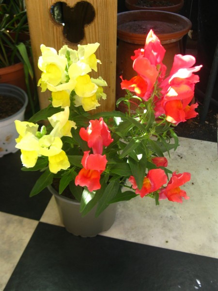 20250519 - Antirrhinum majus - 01.jpg
