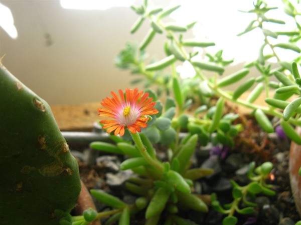 20250519 - Delosperma 'Jewel of Desert Sunstone' - 01.jpg