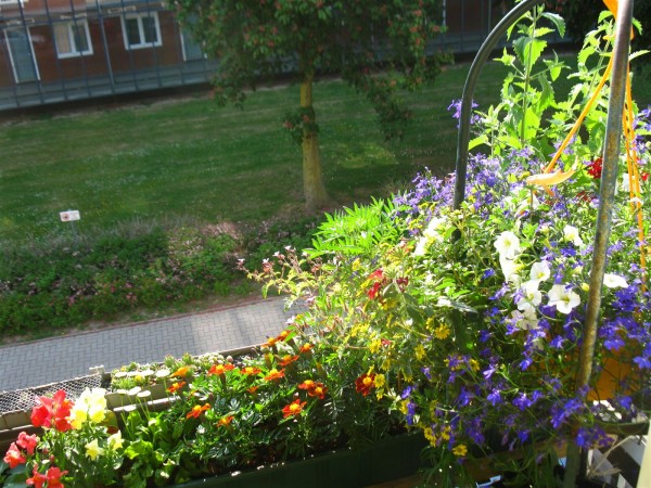 20250520 - balcony - 43.jpg