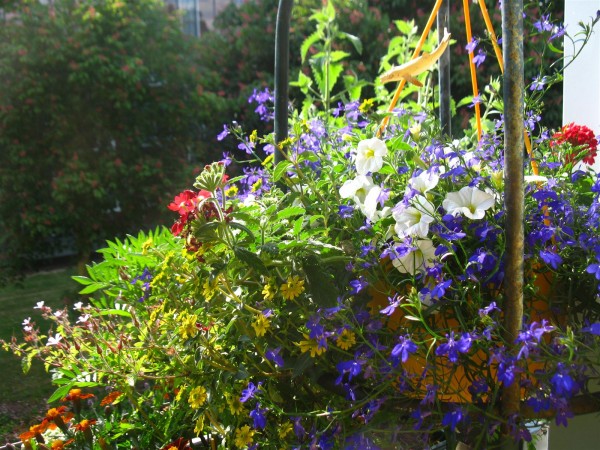 20250520 - balcony - 46.jpg