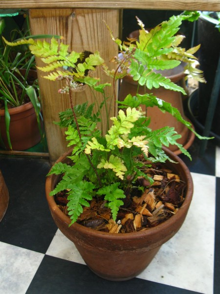 20250520 - Dryopteris erythrosora - 01.jpg