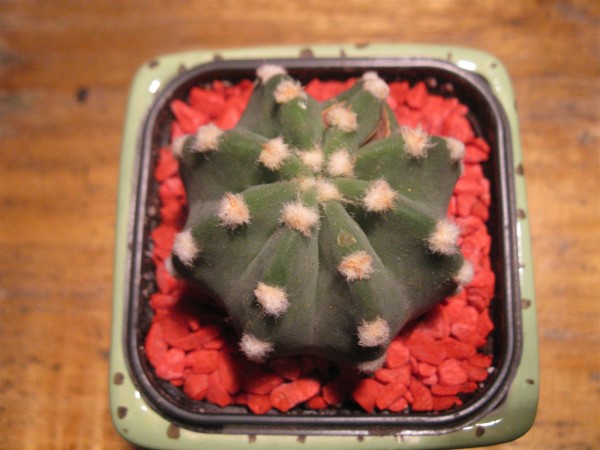 20250602 - Echinopsis - 03.jpg