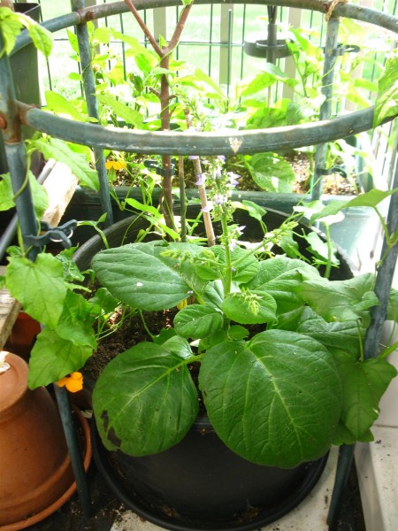 20250603 - Coleus - 09.jpg