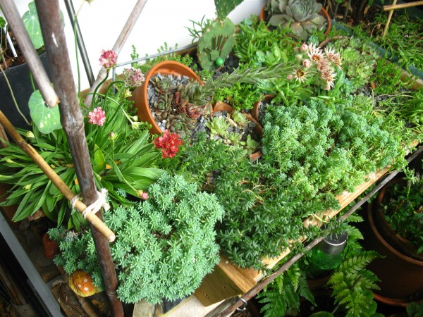 20250707 - Alpine planter - 10.jpg