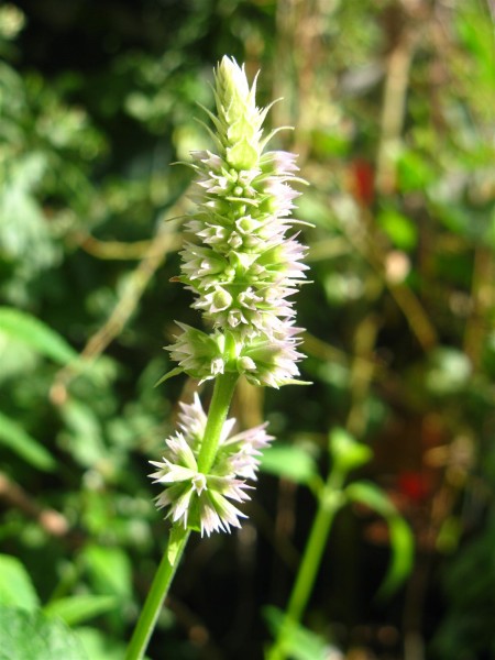 20250708 - Agastache 'Blue fortune' - 03.jpg