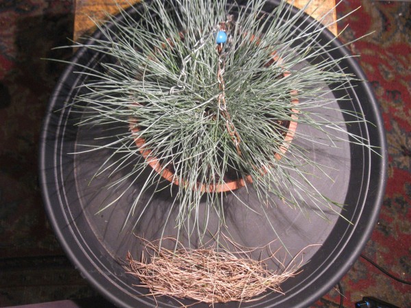20250711 - Festuca glauca compacta blue - 04.jpg