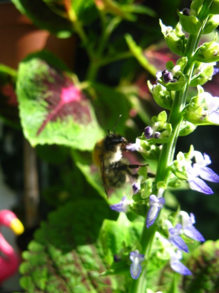 20250713 - Coleus - 11.jpg