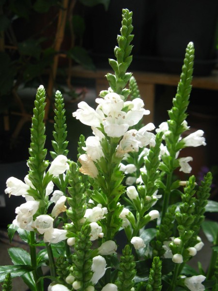 20250720 - Physostegia Virginiana - 02.jpg