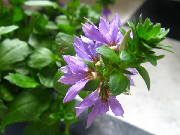 20250720 - Scaevola - 02.jpg