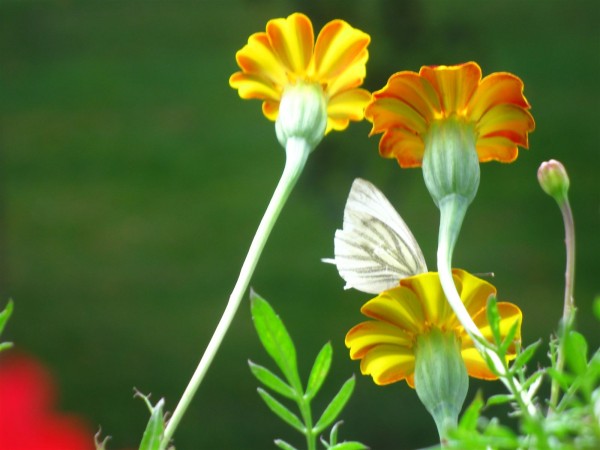 20250725 - Pieris napi - 01.jpg