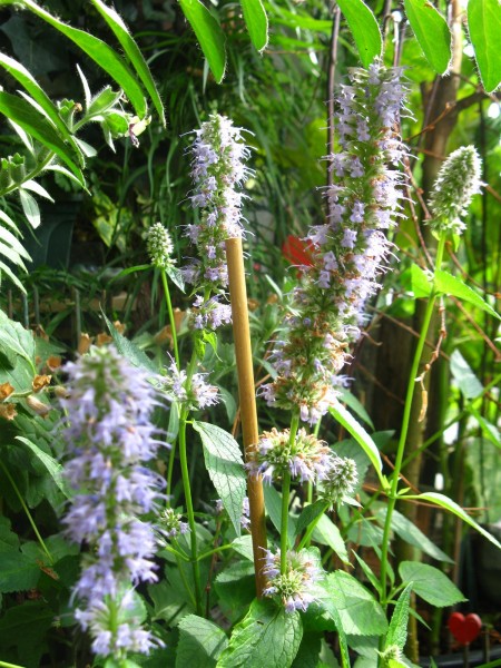 20250727 - Agastache 'Blue fortune' - 07.jpg