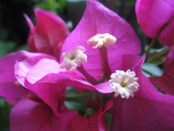 20250728 - Bougainvillea - 09.jpg