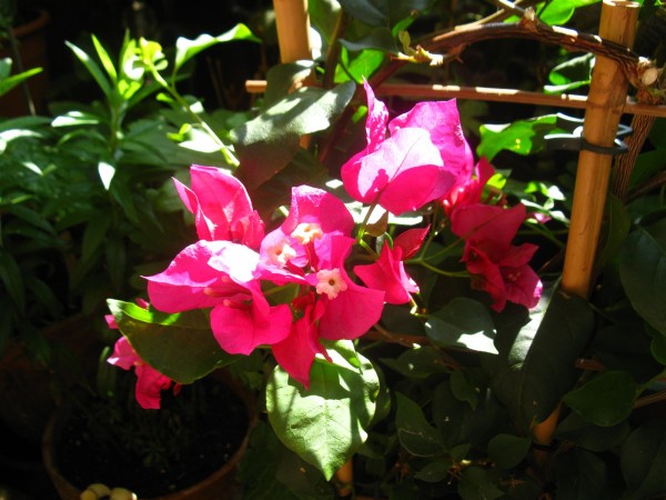 20250730 - Bougainvillea - 10.jpg