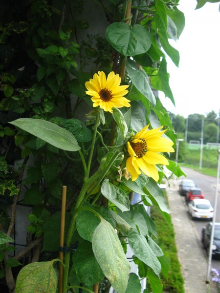 20250808 - Helianthus annuus 'Procut Peach' - 02.jpg