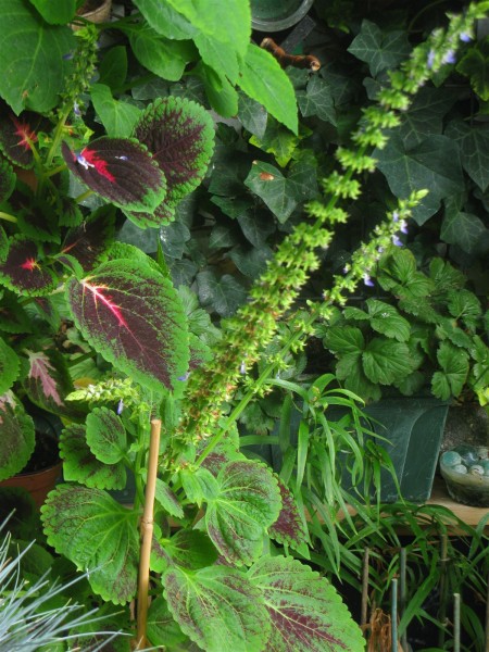 20250810 - Coleus - 12.jpg