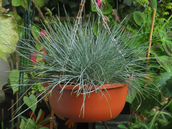 20250810 - Festuca glauca compacta blue - 05.jpg