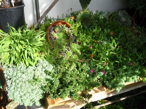 20250817 - Alpine planter - 13.jpg