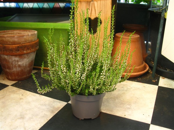 20250819 - Calluna vulgaris - 01.jpg