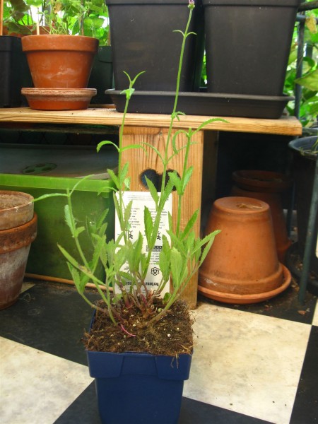 20250819 - Verbena bonariensis - 01.jpg