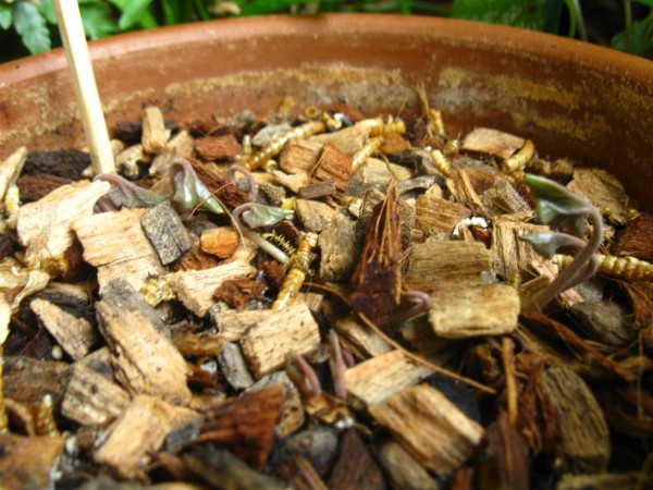 20250915 - Cyclamen hederifolium 'Album' - 01.jpg