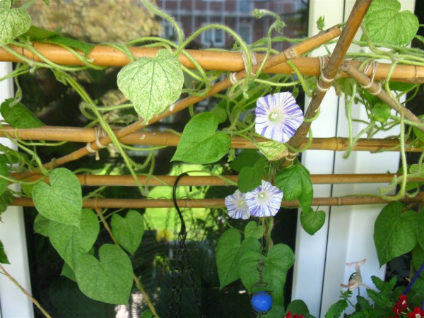 20250923 - Ipomoea purpurea 'Carnevale di Venezia'- 02.jpg